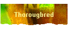 Thorougbred