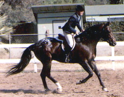 Firedancer cantering with Cuppie Ching